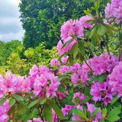 Ogród botaniczny w Powsinie