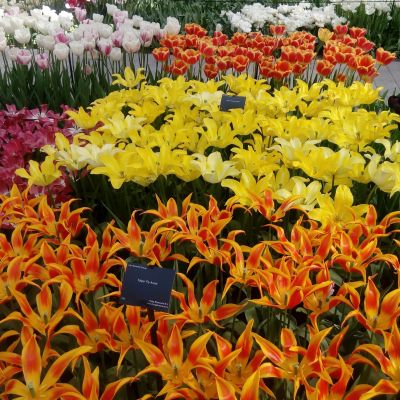 Ogród Keukenhof. W królestwie tulipanów