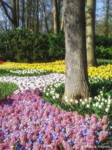 Ogr&oacute;d Keukenhof. Tulipanowy raj.