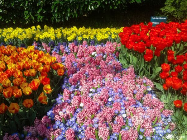 Ogr&oacute;d Keukenhof. Tulipanowy raj.