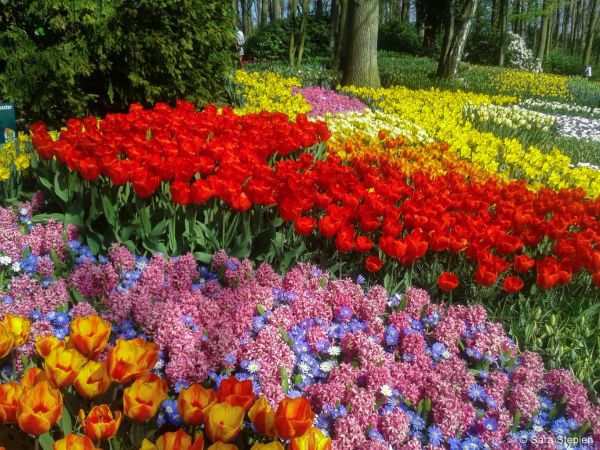 Ogr&oacute;d Keukenhof. Tulipanowy raj.