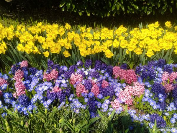 Ogr&oacute;d Keukenhof. Tulipanowy raj.