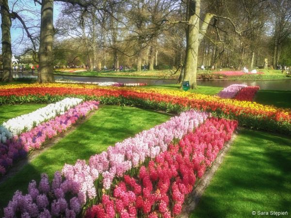 Ogr&oacute;d Keukenhof. Tulipanowy raj.