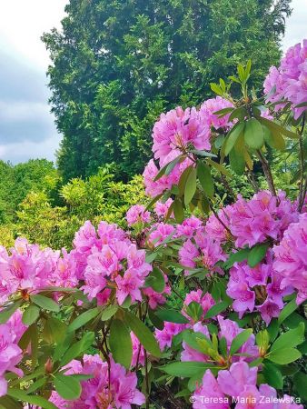 Ogród botaniczny w Powsinie