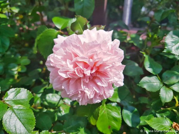 Ogr&oacute;d botaniczny w Powsinie