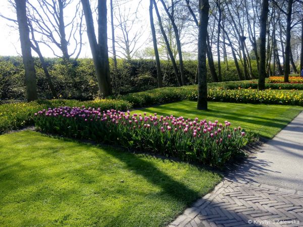 Ogr&oacute;d Keukenhof. W kr&oacute;lestwie tulipan&oacute;w.