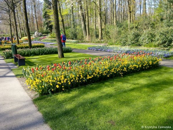 Ogr&oacute;d Keukenhof. W kr&oacute;lestwie tulipan&oacute;w.