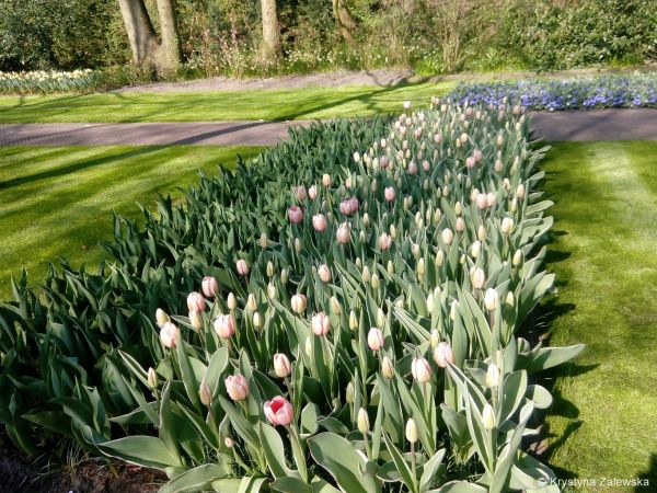 Ogr&oacute;d Keukenhof. W kr&oacute;lestwie tulipan&oacute;w.