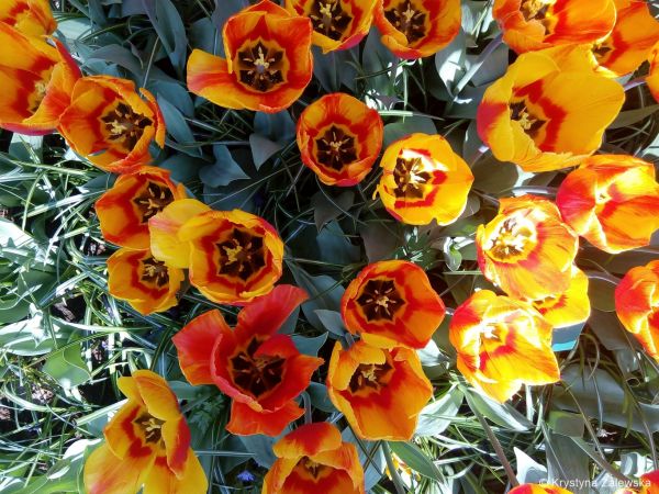 Ogr&oacute;d Keukenhof. W kr&oacute;lestwie tulipan&oacute;w.
