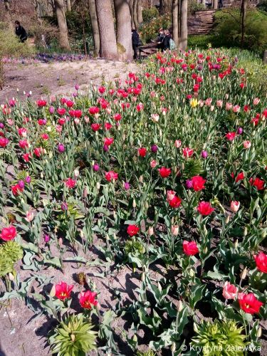 Ogr&oacute;d Keukenhof. W kr&oacute;lestwie tulipan&oacute;w.