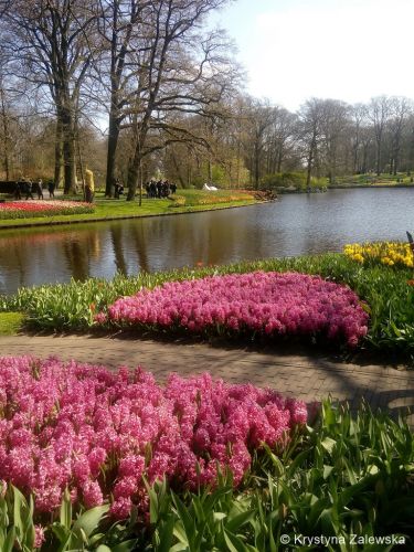 Ogr&oacute;d Keukenhof. W kr&oacute;lestwie tulipan&oacute;w.