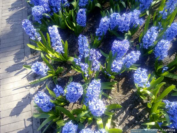 Ogr&oacute;d Keukenhof. W kr&oacute;lestwie tulipan&oacute;w.