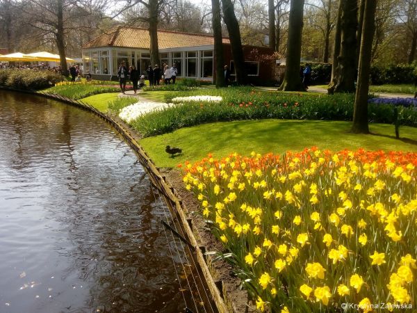 Ogr&oacute;d Keukenhof. W kr&oacute;lestwie tulipan&oacute;w.