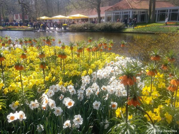Ogr&oacute;d Keukenhof. W kr&oacute;lestwie tulipan&oacute;w.
