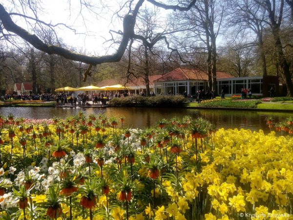 Ogr&oacute;d Keukenhof. W kr&oacute;lestwie tulipan&oacute;w.