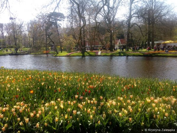Ogr&oacute;d Keukenhof. W kr&oacute;lestwie tulipan&oacute;w.