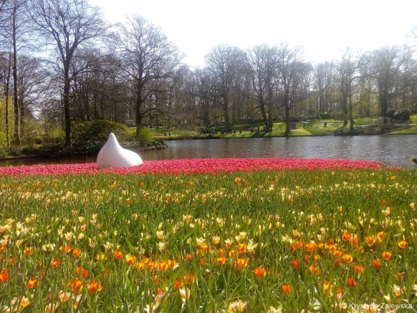 Ogr&oacute;d Keukenhof. W kr&oacute;lestwie tulipan&oacute;w.