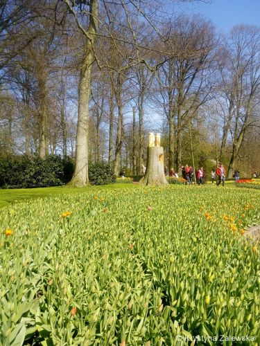 Ogr&oacute;d Keukenhof. W kr&oacute;lestwie tulipan&oacute;w.
