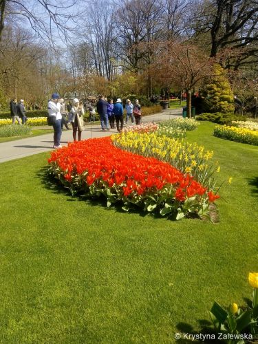 Ogr&oacute;d Keukenhof. W kr&oacute;lestwie tulipan&oacute;w.