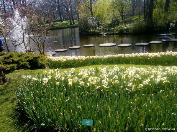 Ogr&oacute;d Keukenhof. W kr&oacute;lestwie tulipan&oacute;w.