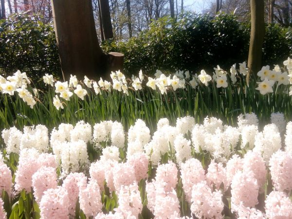 Ogr&oacute;d Keukenhof. W kr&oacute;lestwie tulipan&oacute;w.