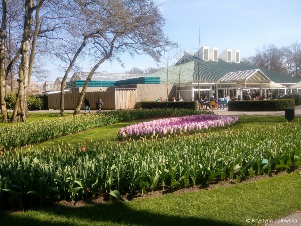 Ogr&oacute;d Keukenhof. W kr&oacute;lestwie tulipan&oacute;w.