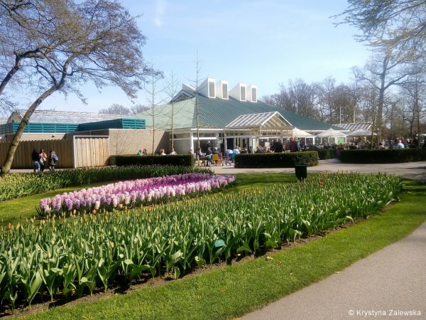 Ogr&oacute;d Keukenhof. W kr&oacute;lestwie tulipan&oacute;w.