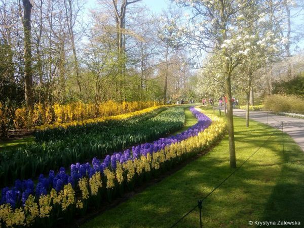 Ogr&oacute;d Keukenhof. W kr&oacute;lestwie tulipan&oacute;w.
