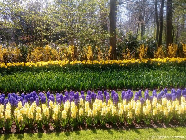 Ogr&oacute;d Keukenhof. W kr&oacute;lestwie tulipan&oacute;w.