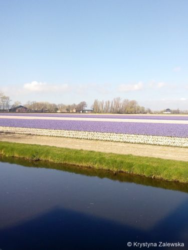 Ogr&oacute;d Keukenhof. W kr&oacute;lestwie tulipan&oacute;w.