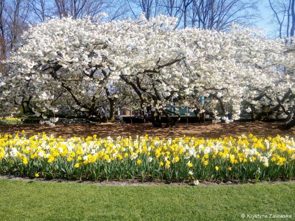Ogr&oacute;d Keukenhof. W kr&oacute;lestwie tulipan&oacute;w.