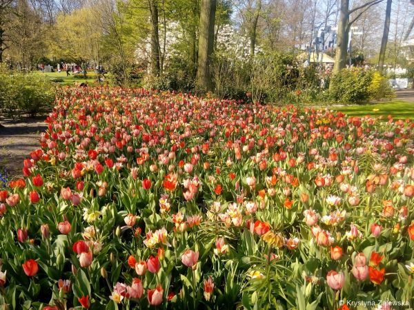 Ogr&oacute;d Keukenhof. W kr&oacute;lestwie tulipan&oacute;w.