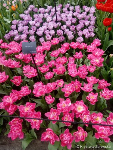 Ogr&oacute;d Keukenhof. W kr&oacute;lestwie tulipan&oacute;w.