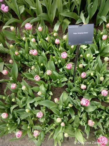 Ogr&oacute;d Keukenhof. W kr&oacute;lestwie tulipan&oacute;w.