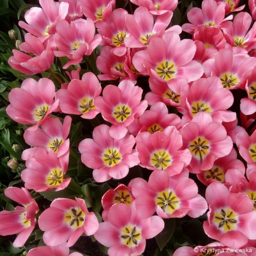 Ogr&oacute;d Keukenhof. W kr&oacute;lestwie tulipan&oacute;w.