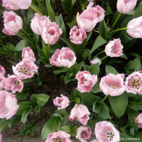 Ogr&oacute;d Keukenhof. W kr&oacute;lestwie tulipan&oacute;w.