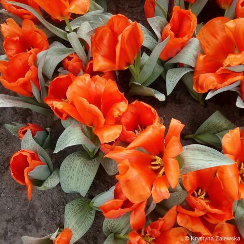 Ogr&oacute;d Keukenhof. W kr&oacute;lestwie tulipan&oacute;w.