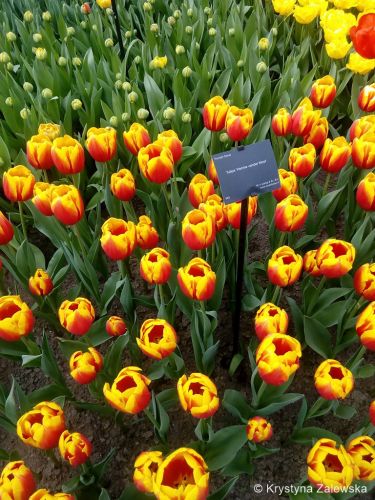 Ogr&oacute;d Keukenhof. W kr&oacute;lestwie tulipan&oacute;w.