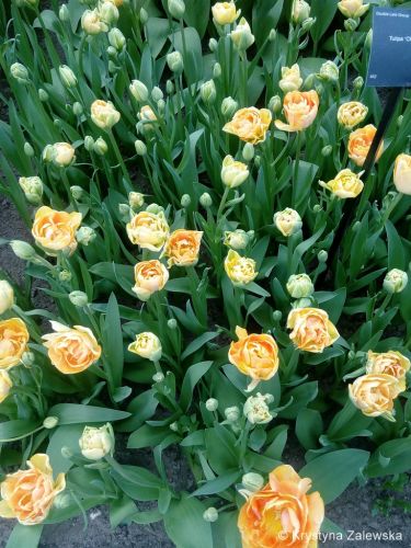 Ogr&oacute;d Keukenhof. W kr&oacute;lestwie tulipan&oacute;w.