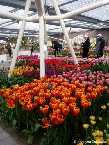 Ogr&oacute;d Keukenhof. W kr&oacute;lestwie tulipan&oacute;w.