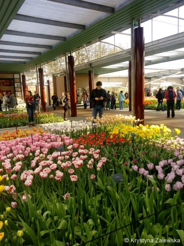 Ogr&oacute;d Keukenhof. W kr&oacute;lestwie tulipan&oacute;w.