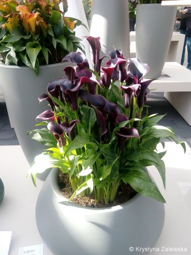 Ogr&oacute;d Keukenhof. W kr&oacute;lestwie tulipan&oacute;w.