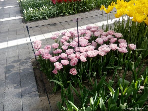 Ogr&oacute;d Keukenhof. W kr&oacute;lestwie tulipan&oacute;w.