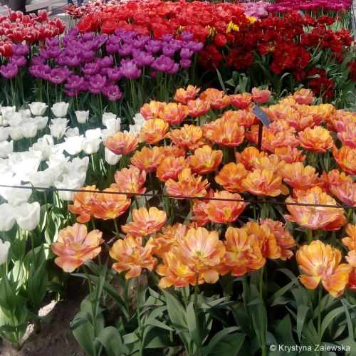 Ogr&oacute;d Keukenhof. W kr&oacute;lestwie tulipan&oacute;w.