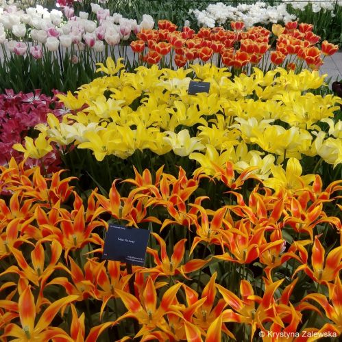 Ogr&oacute;d Keukenhof. W kr&oacute;lestwie tulipan&oacute;w.