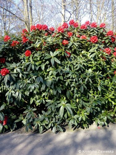 Ogr&oacute;d Keukenhof. W kr&oacute;lestwie tulipan&oacute;w.