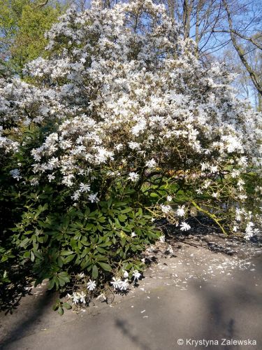 Ogr&oacute;d Keukenhof. W kr&oacute;lestwie tulipan&oacute;w.