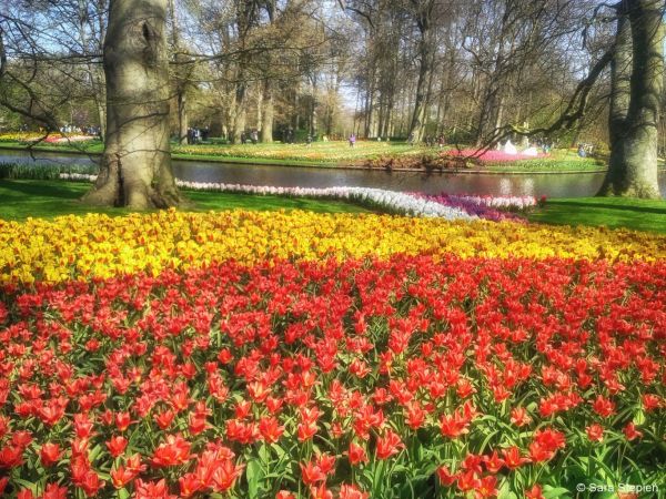 Ogr&oacute;d Keukenhof. Tulipanowy raj.