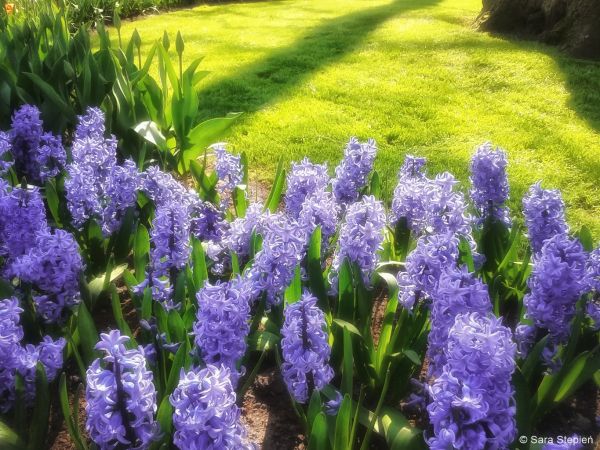 Ogr&oacute;d Keukenhof. Tulipanowy raj.