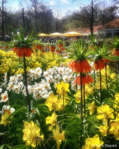 Ogr&oacute;d Keukenhof. Tulipanowy raj.